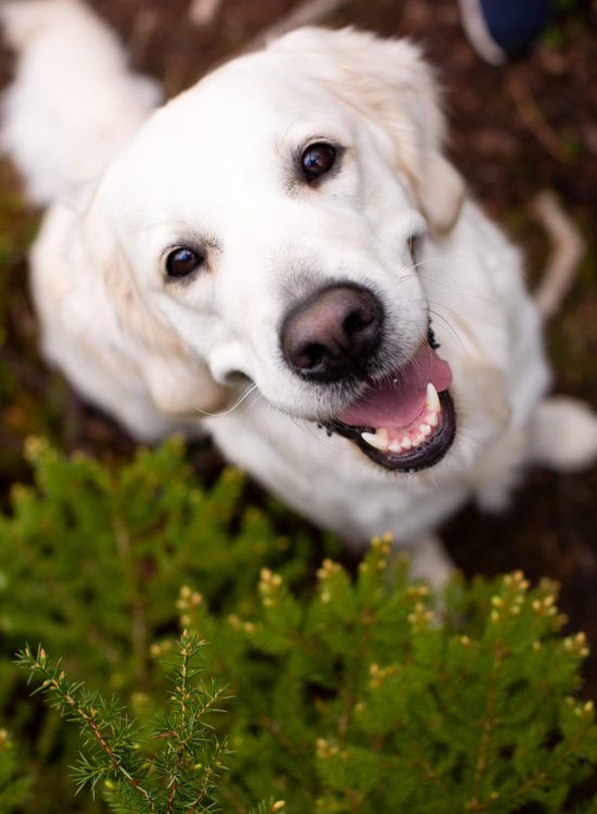 Hundpromenad Ranebo 5- Photo Cred Marcus Helmer Gu Hundpromenad Ranebo 5- Photo Cred Marcus Helmer Gu